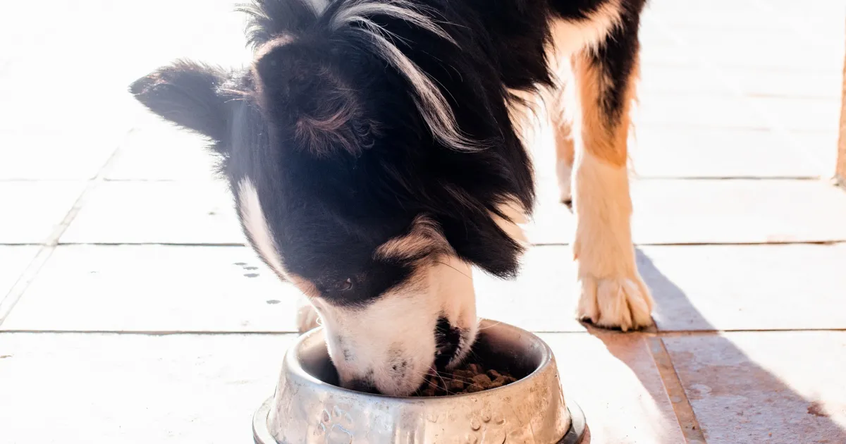 Why Badlands Ranch Dog Food Is Great for Sensitive Stomachs